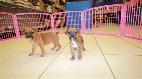 We will do our best to find the right pup. Wonderful, Boxer Puppies For Sale In Georgia at - Puppies ...