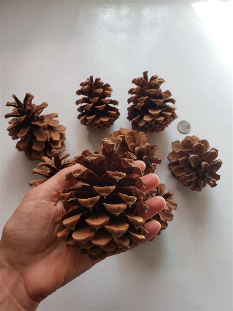 Ponderosa Pine Cones From New Mexico For Your Craft Projects Etsy