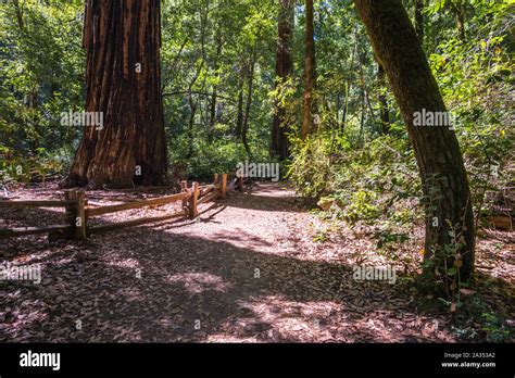 Big Basin Redwoods State Park Santa Cruz County California Usa Stock