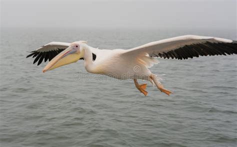 Great White Pelicans In Flight Stock Photo Image Of Pelicans Bird