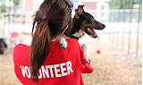 Dog Shelter Community Service Photos
