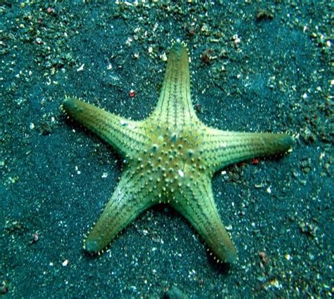 67 Best Sea Star Life Images On Pinterest Starfish