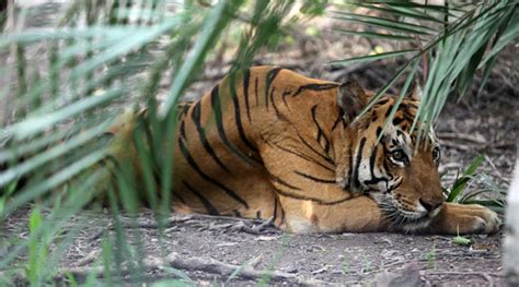 Tiger Is Ambassador Of Indias Conservation Efforts Experts India