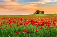 Campo de flores rojas, campo, paisaje, puesta de sol, flores ...