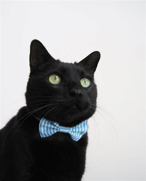 14 Best Images About Cats In Bow Ties On Pinterest