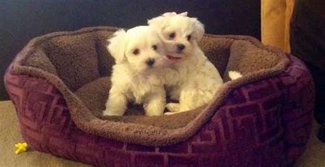 Free puppies in roanoke va. Affectionate cute male and female Teacup Maltese puppies 1 FOR SALE ADOPTION from ROANOKE ...