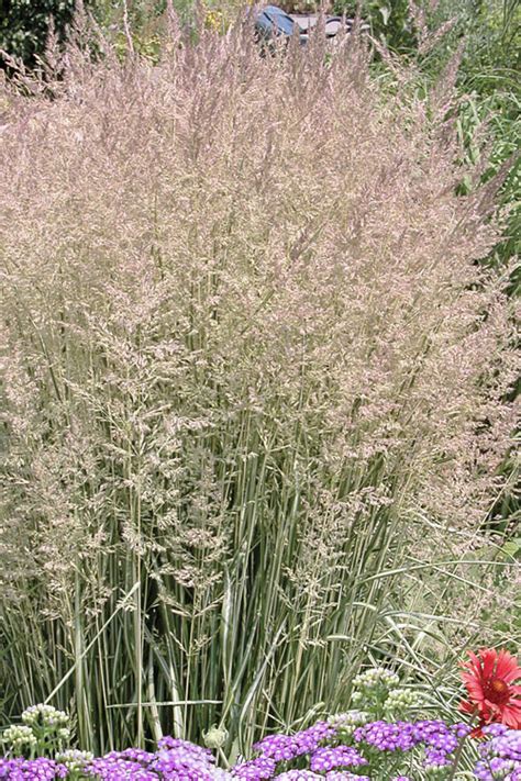 Buy Avalanche Feather Reed Grass Free Shipping Wilson Bros Gardens