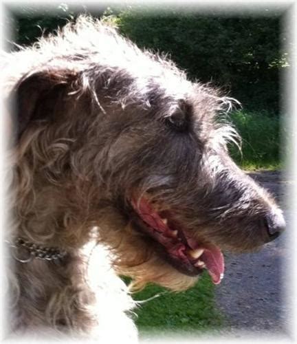 Only guaranteed quality, healthy puppies. Irish Wolfhound puppies for sale in Courtenay, British ...