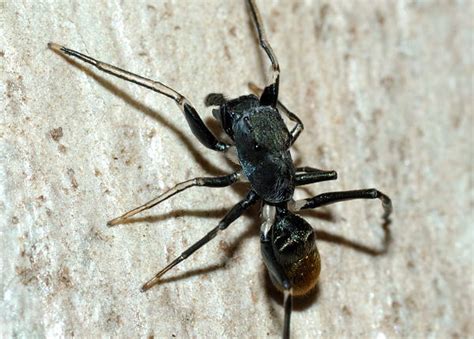 Golden Ant Mimicking Jumping Spider Myrmarachne Sp
