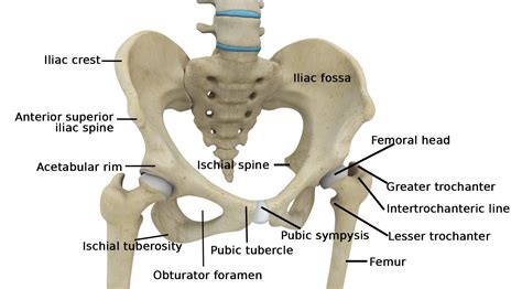 Muscles In Hip Area 1 Lactly Gerritse