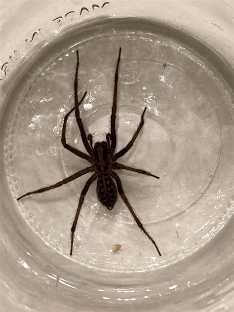 Bugging The Northwest Giant But Harmless House Spiders Are Among Us
