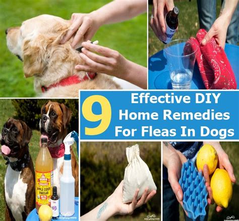 Top 9 Easy And Effective Diy Home Remedies For Fleas In Dogs Home