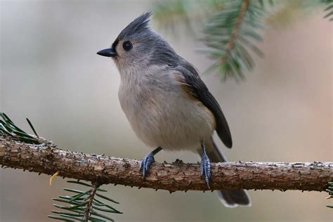 How Do Birds See Lyric Wild Bird Food
