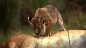Trailer African Cats: Kingdom of Courage 2011 HD Oficial - YouTube
