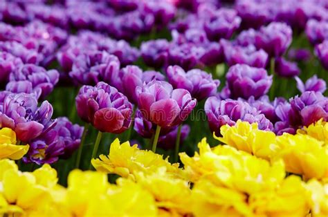 Beautiful Tulip Flowers Blooming In A Garden Stock Photo Image Of