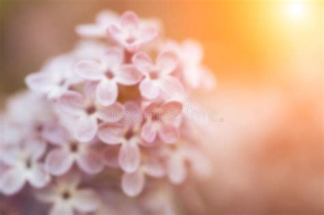 Beautiful Lilac Bloom Nature Background Macro Photography Of Flowers