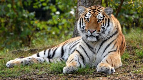 Tiger Is Lying Down On Green Grass In Forest Background 4k Hd Animals Wallpapers Hd Wallpapers