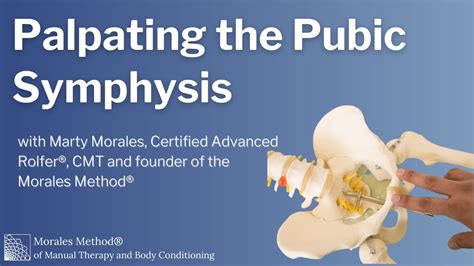 How To Palpate The Pubic Symphysis Youtube