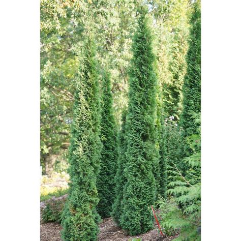 Full Speed A Hedge® American Pillar Arborvitae Plant Addicts
