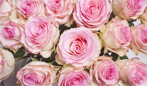 Free Images Petal Pink Rose Floristry Floribunda Delicate Flowers