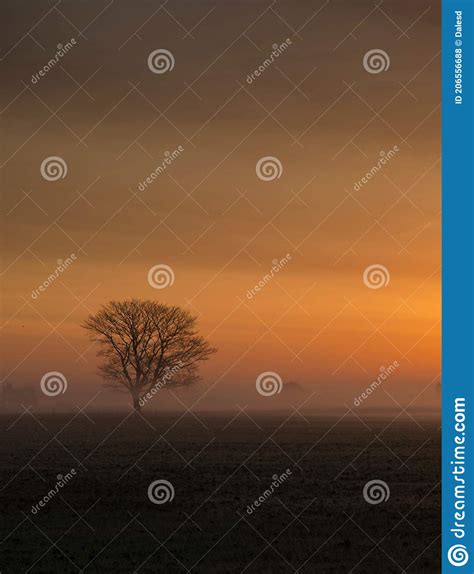 Lone Tree In A Misty Sunrise Stock Photo Image Of Tree Horizon