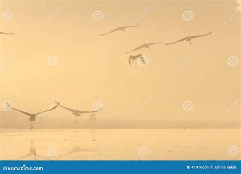 Birds In The Mist Lake Stock Image Image Of Stork Landskape 41016601