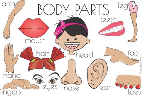 Body Parts Flash Cards Word Cards