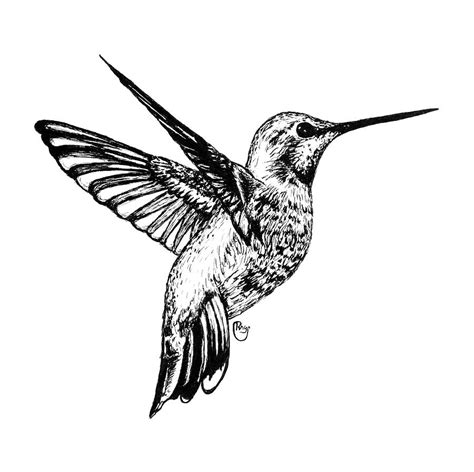 Maybe you would like to learn more about one of these? Hummingbird Drawing by Bari Rhys