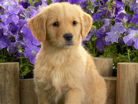Cute Labrador Puppy Puppies Golden Dogs Retrievers Flowers Purple