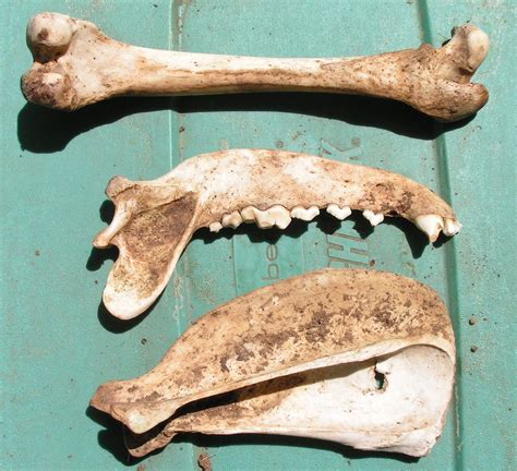 Deer And Canine Bones Jaw Leg Hip Whitetail Native By Skullbonesguy