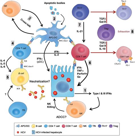 Frontiers Protective Immunity Against Hepatitis C Many Shades Of Gray