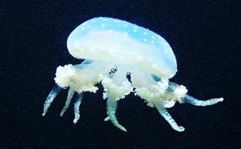 Jellyfishseamarine Lifeunderwatersea Animal Free Image From