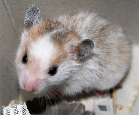 Information Of Animal Maintaining Hamster