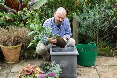 How To Grow Mahonias Bbc Gardeners World Magazine