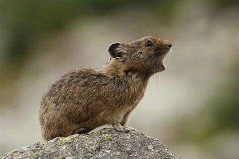 10 Incredible Pika Facts A Z Animals