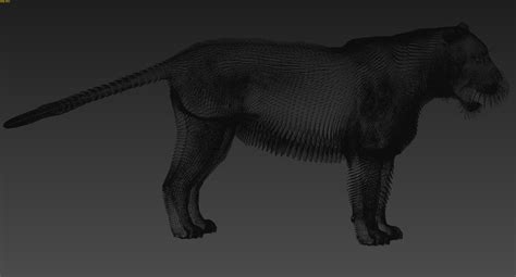 3d Tiger Animated Fur Model — Missset