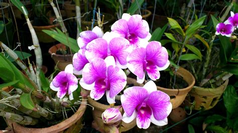 Tumbuhan ini mengandungi bahan aktif yang dikenali sebagai 'saponin', yang boleh ada banyak lagi jenis pokok bunga yang sesuai ditanam di halaman rumah seperti bunga tahi ayam, lavender, pokok bunga kapas, bunga kosmos. OrchidCraze: At Johnny's..