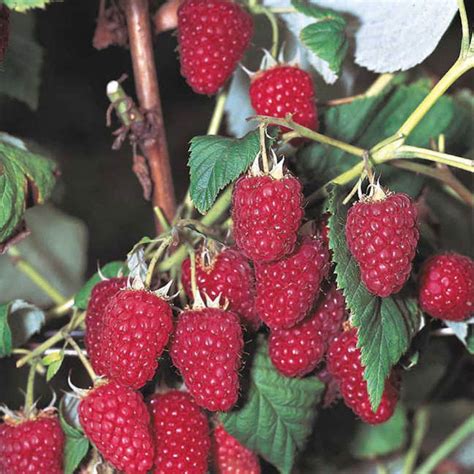 5 Heritage Everbearing Red Raspberry Plants 5 Large 1 Year Etsy