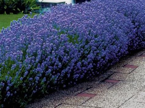 Lavender Munstead Garden Plants For Sale English