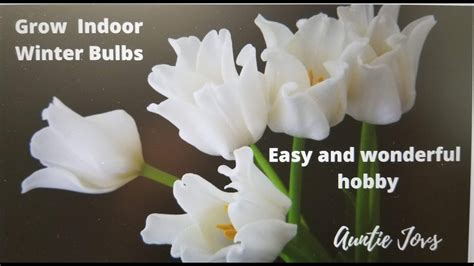 How To Grow Indoor Winter Bulbs Youtube