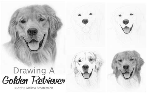 How To Draw A Cute Golden Retriever Puppy Step By Step Inside My Arms