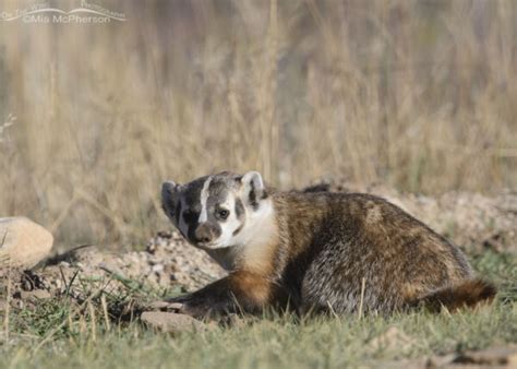 American Badger At A Hole It Was Digging Mia Mcphersons On The Wing