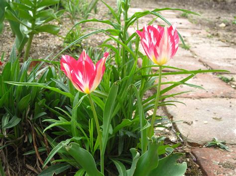 Silver Standard Tulip · George Washingtons Mount Vernon