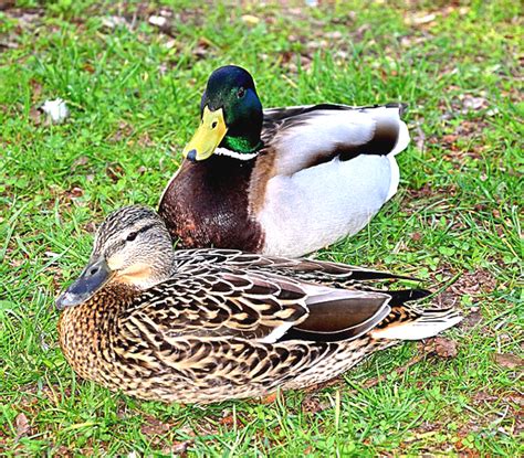 Differences Between Male And Female Ducks Roys Farm