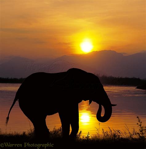 Elephant Drinking At Sunset Photo Wp01345