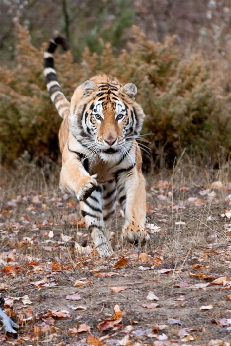 North American Big Cat Species Animal Friends