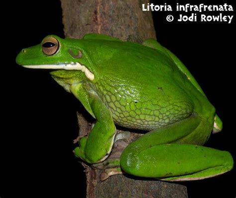 White Lipped Tree Frog Amphibians Reptiles Frog And Toad Biologist