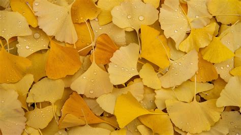 Ginkgo Leaves Wallpaper 4k Yellow Leaves Autumn Foliage Dew Drops