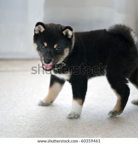 You can expect to pay between $1400 and $2200 for a companion. Black And Tan Shiba Inu Puppy Dog Stock Photo 60359461 ...