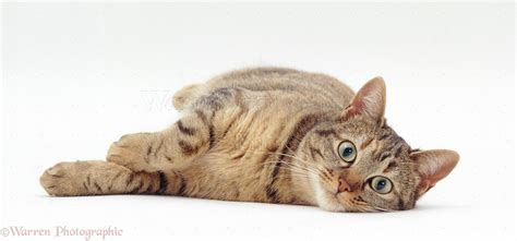 Oestrus Tabby Female Cat Lying Down Photo Wp19104